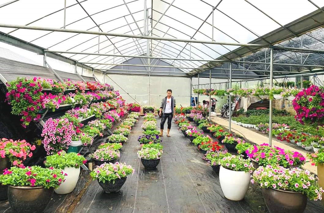 Mô hình trồng hoa chất lượng cao kết hợp với phát triển du lịch của Hợp tác xã hoa Bình Liêu.