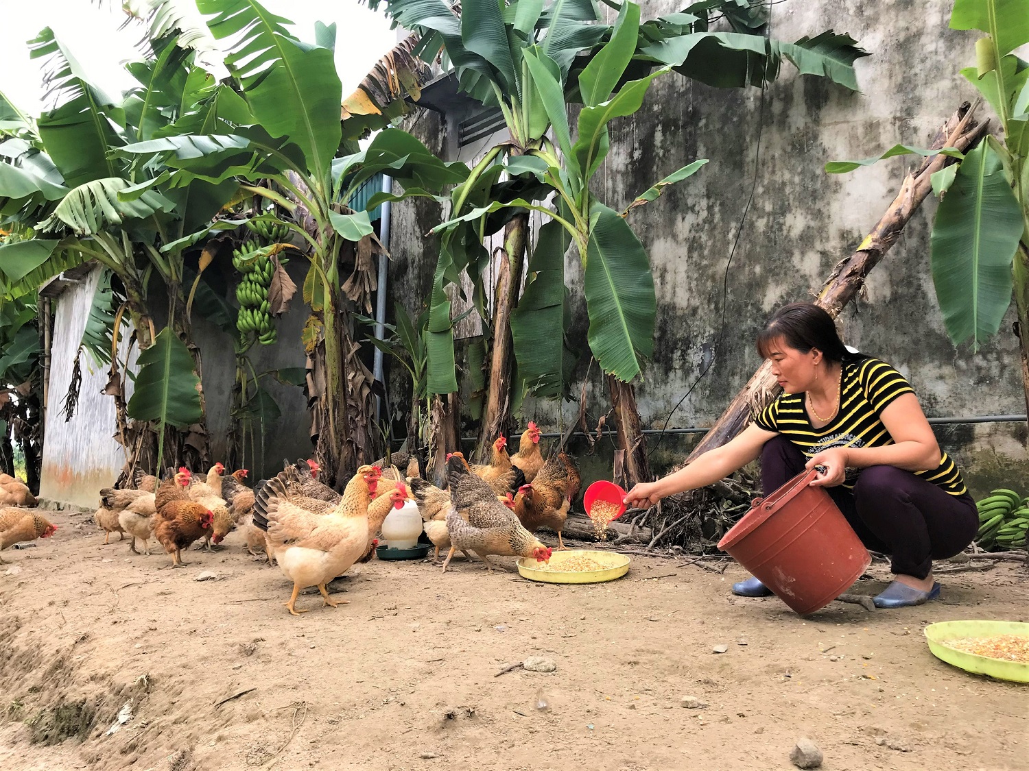 Mô hình chăn nuôi gà đem lại hiệu quả kinh tế của gia đình chị Nguyễn Thị Thơm, xã Quảng Tân, huyện Đầm Hà. 