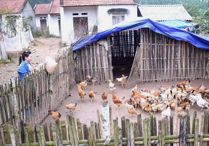 Chị Lỷ Thị Thủy, khu giãn dân Nà Sau, thôn Nà Nhái, xã Vô Ngại, được hỗ trợ nuôi gà từ chương trình 