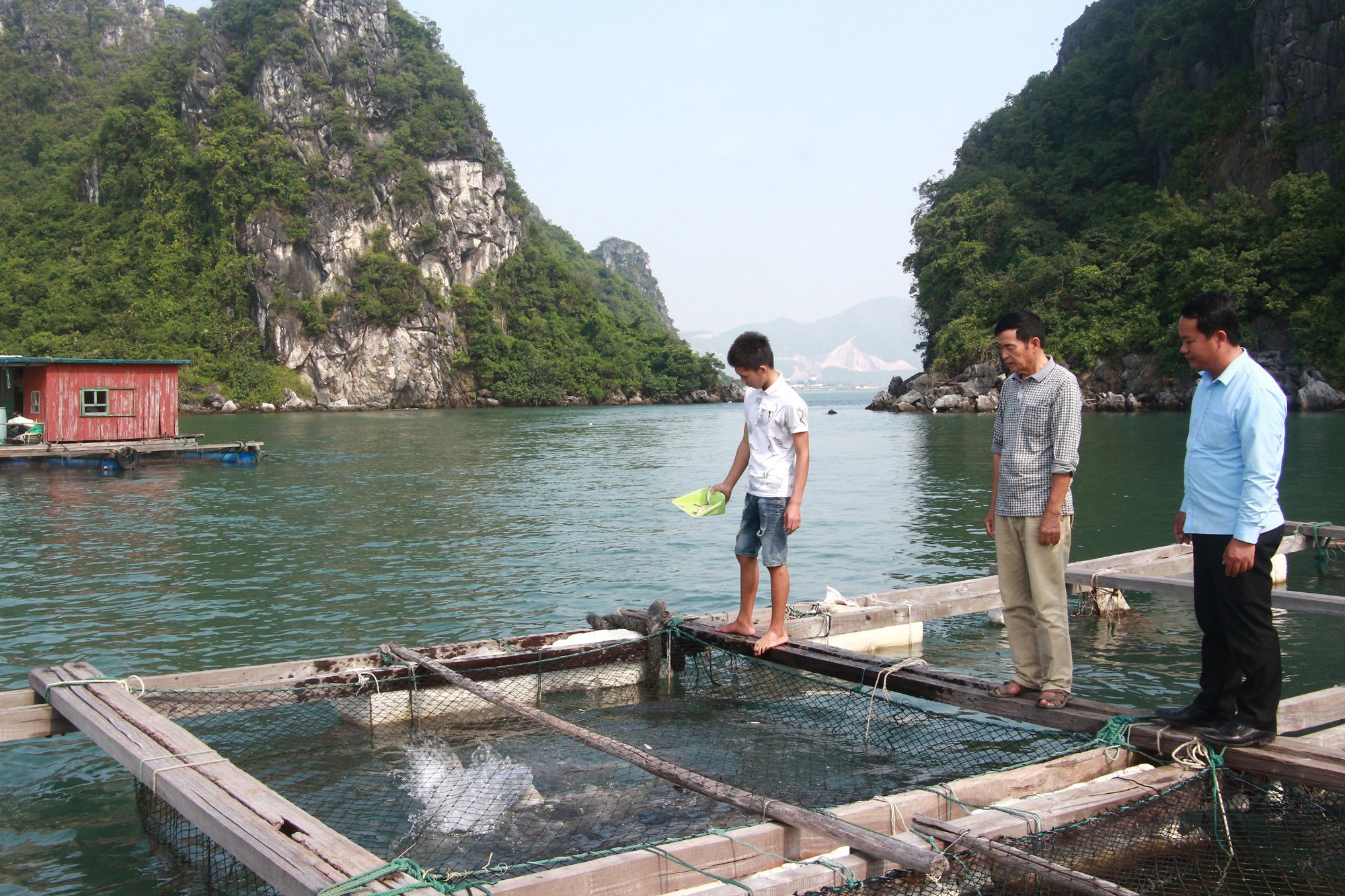 Để đảm bảo chất lượng cho cá giò thương phẩm, các hộ nuôi ở Vân Đồn thường xuyên vệ sinh ô lồng, cung cấp nguồn thức ăn là các loại cá tạp nhỏ đánh bắt tự nhiên.
