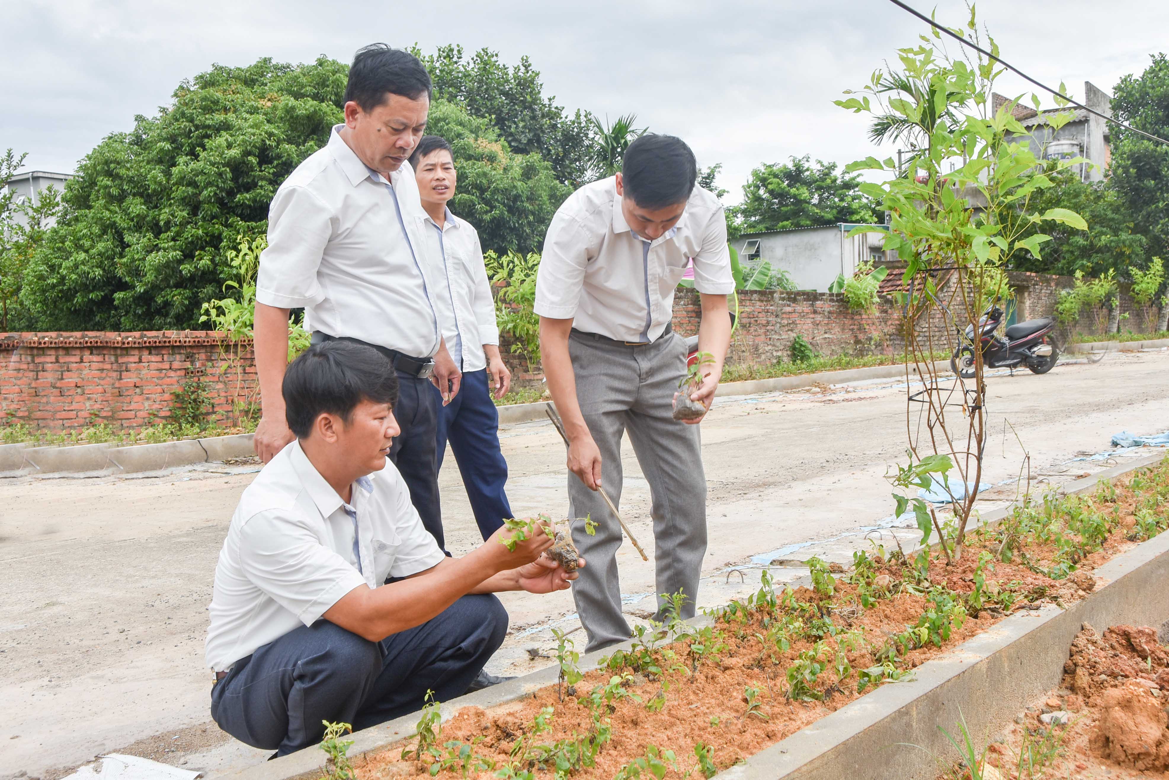 Cán bộ xã Quảng Tân (huyện Đầm Hà) kiểm tra công tác trồng, chăm sóc tuyến đường hoa NTM của xã.