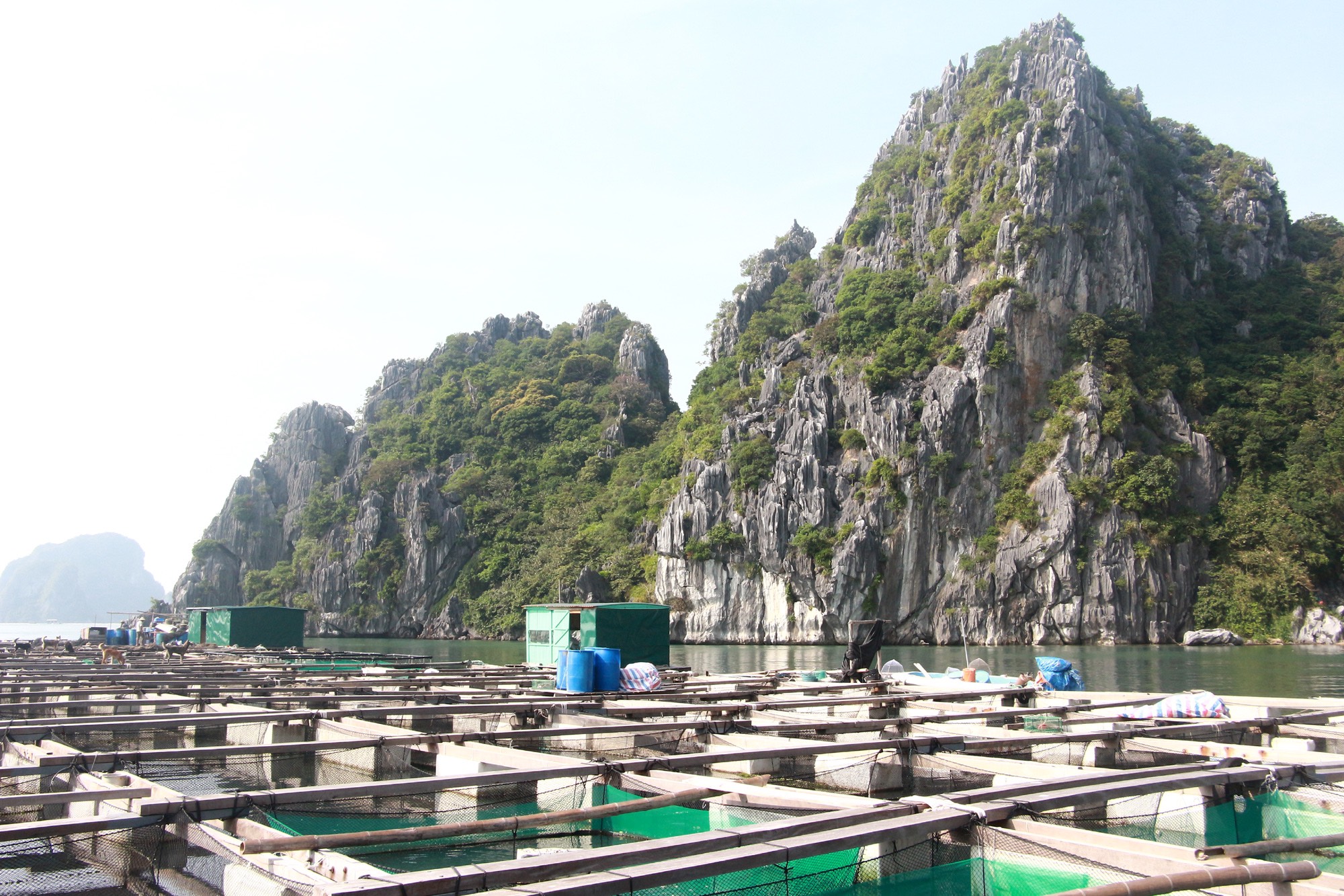 Các bè nuôi cá ở Vân Đồn đều chọn khu vực gần núi đá, kín gió.