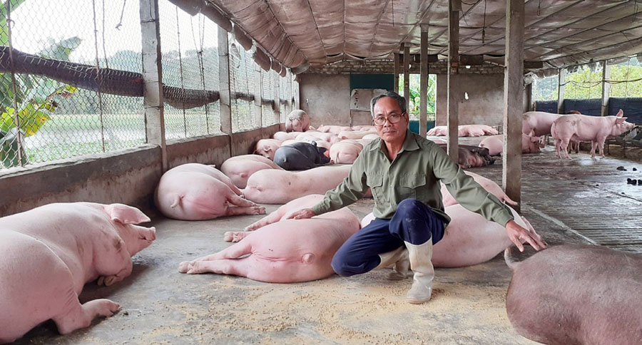 Từ đầu năm đến nay, ông Chung mạnh dạn tái đàn sau dịch tả lợn châu Phi.