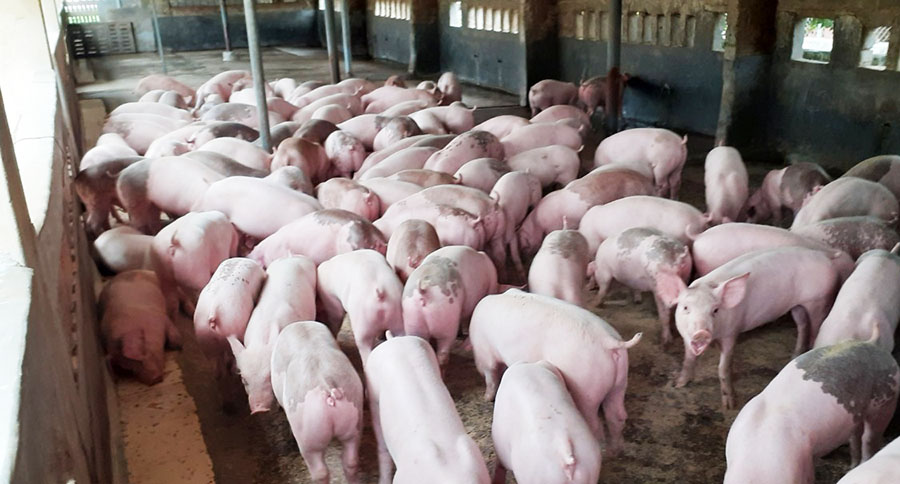 Trong thời điểm giá lợn hơi đang cao như hiện nay, đàn lợn nuôi đã mang lại doanh thu lớn cho ông Đỗ Tuyển Chung.