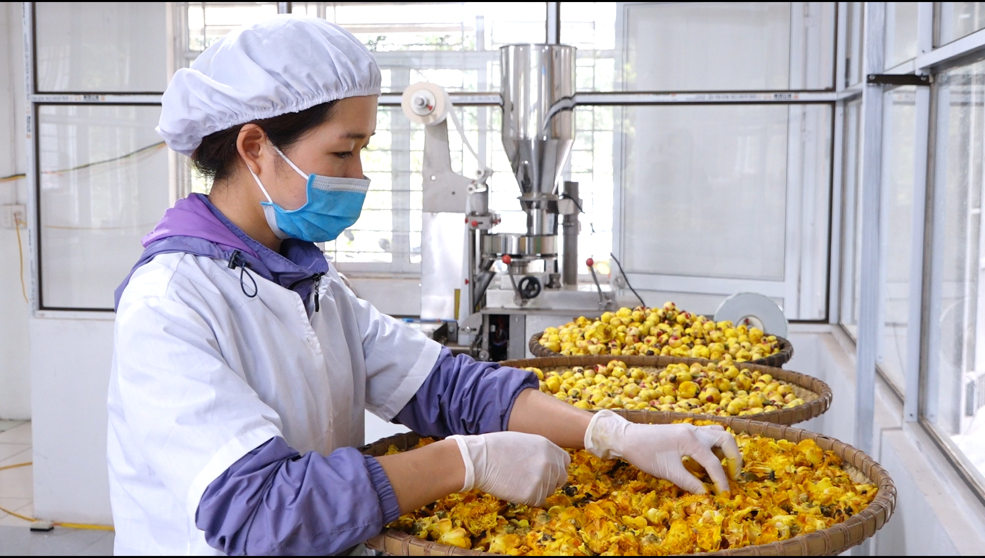 Với sự quan tâm của chính quyền các cấp, nhiều doanh nghiệp, cơ sở sản xuất kinh doanh đã mạnh dạn áp dụng KHKT vào sản xuất làm tăng giá trị nông sản - Trong ảnh: Chế biến trà hoa vàng tại cơ sở sản xuất trà hoa vàng của anh Nịnh Văn Trắng, 