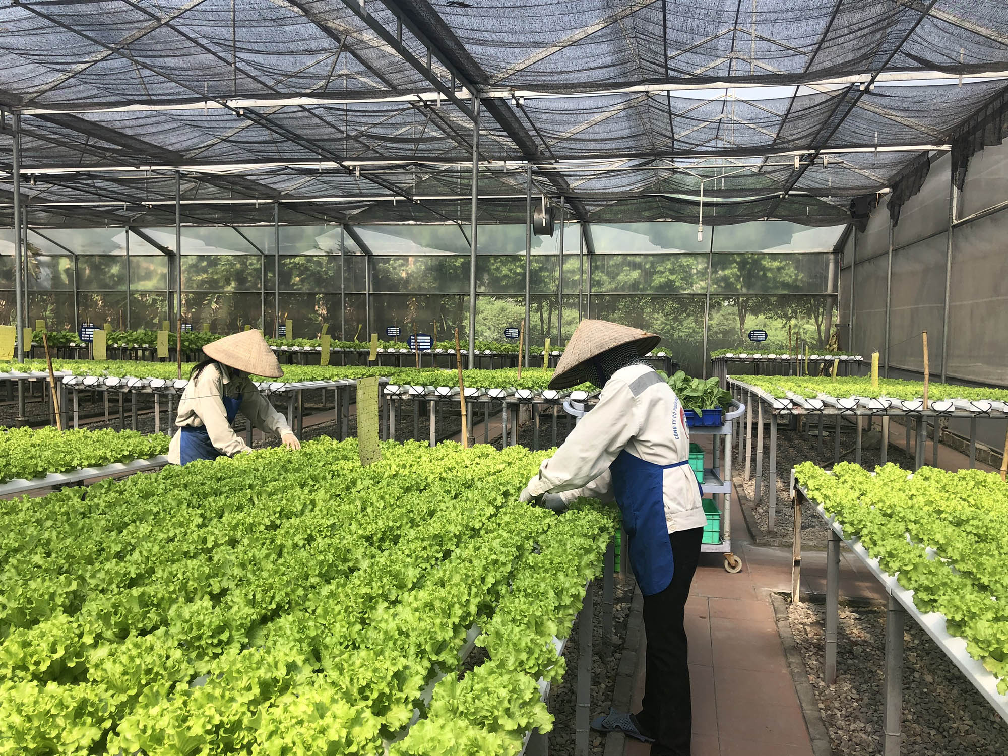 Công ty CP Đầu tư xây dựng và Thương mại 188 cũng đã ứng dụng KHCN của Isarel và Đài Loan về giống, dây chuyền sản xuất trong trồng rau thủy canh.