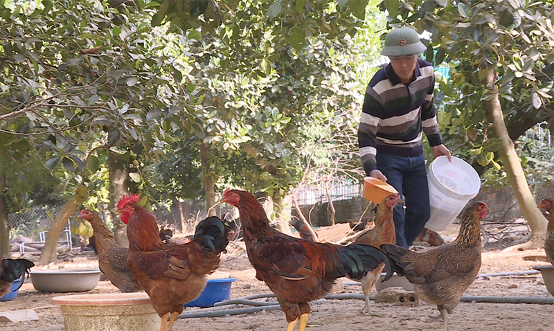 Mô hình chăn nuôi gà râu của gia đình anh Hoàng Văn Điện, thôn 4, xã Quảng Chính, huyện Hải Hà cho hiệu quả kinh tế cao.