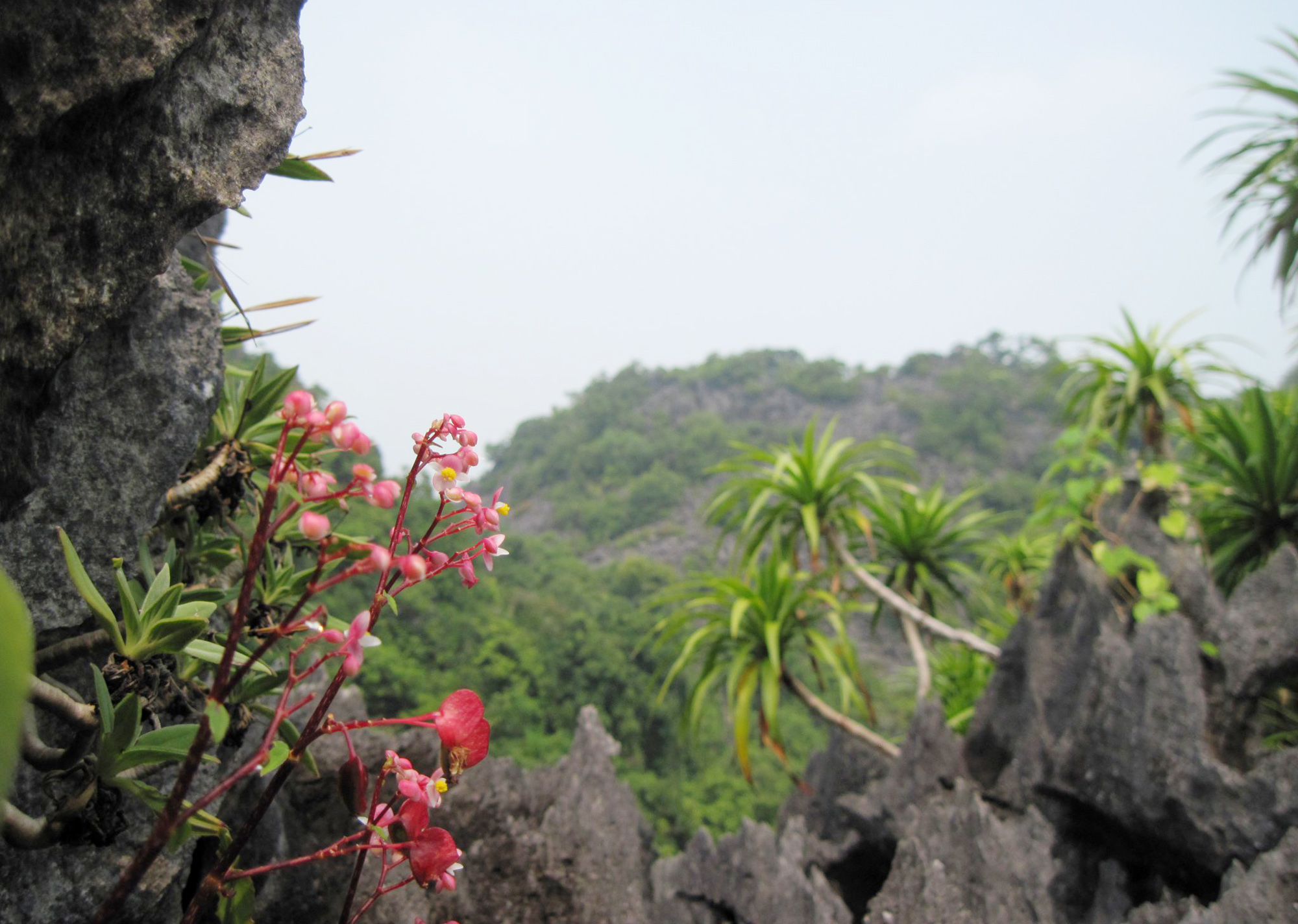 Vườn Quốc gia có nhiều giống cây, hoa quý mọc trên các hòn núi đá, đảo đất và được bảo vệ nghiêm ngặt.