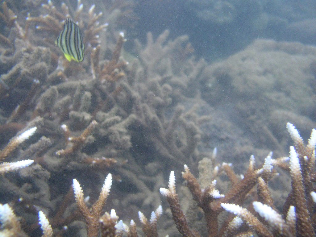 Rạn san hô dưới lòng biển thuộc Vườn Quốc gia Bái Tử Long.