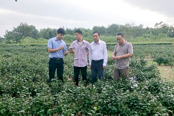 Lãnh đạo xã Quảng Long, huyện Hải Hà, kiểm tra mô hình trồng chè trên địa bàn xã.