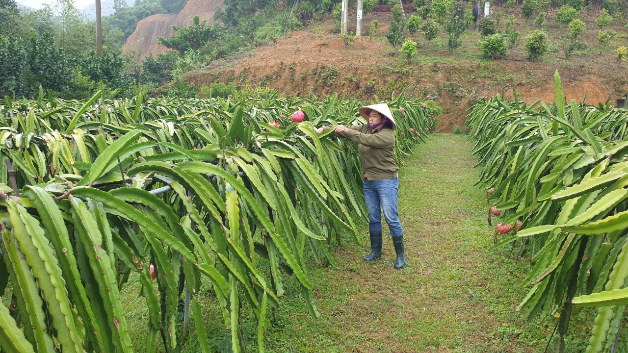 Người dân xã Nam Sơn trồng cây thanh long.
