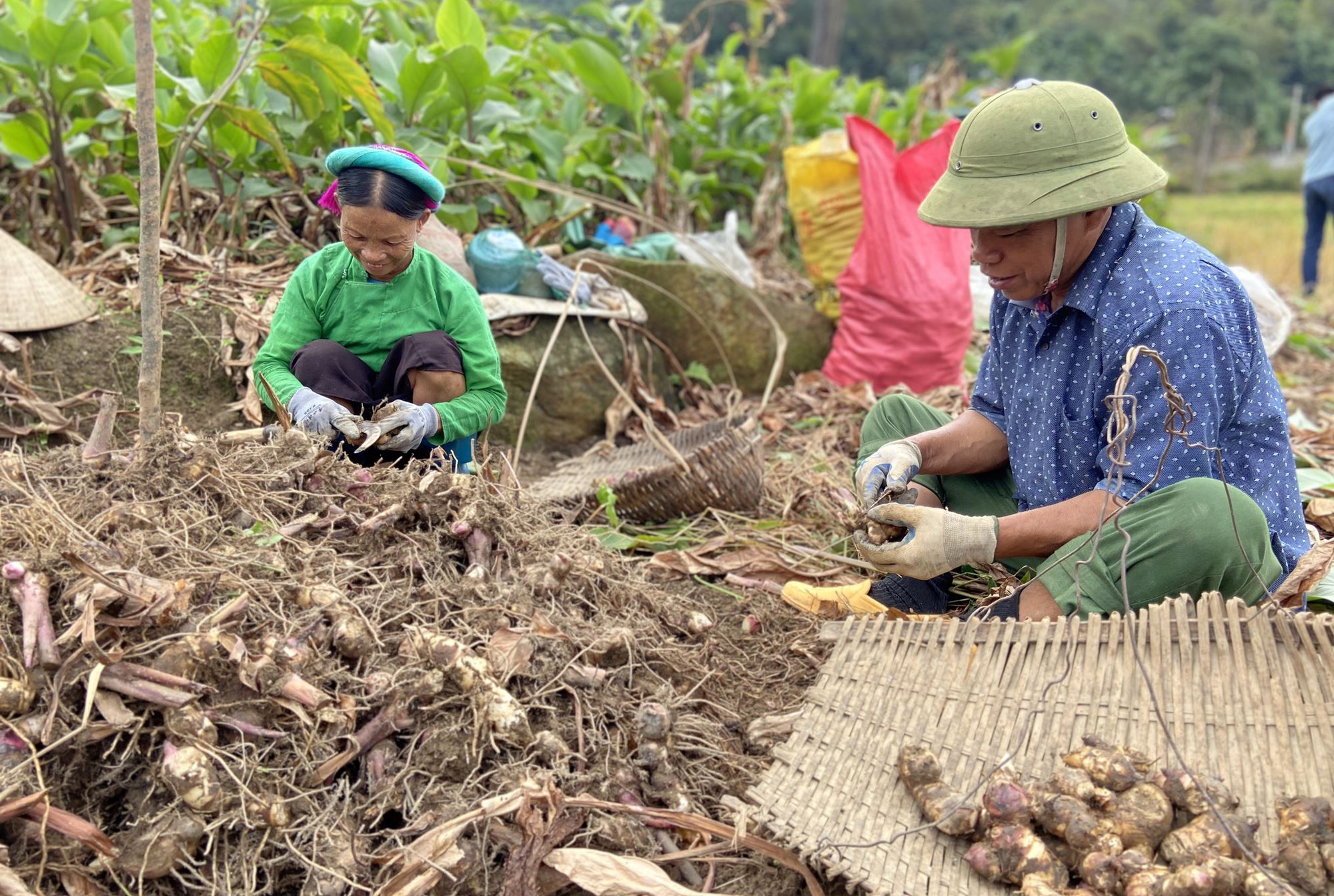 Nhân dân thu hoạch dong riềng
