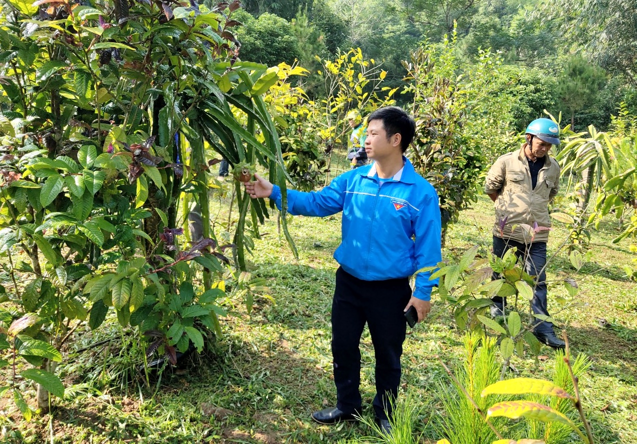 Mô hình cải tạo vườn Trà hoa vàng theo định hướng hữu cơ tại xã Lương Mông đem lại hiệu quả cao.