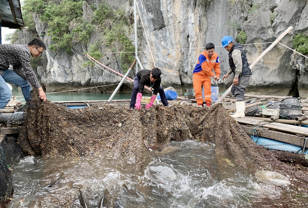 Nghề nuôi cá biến mang lại thu nhập cao cho nhiều hộ dân huyện Vân Đồn. (Ảnh: mô hình nuôi cá giò tại Thị trấn Cái Rồng)