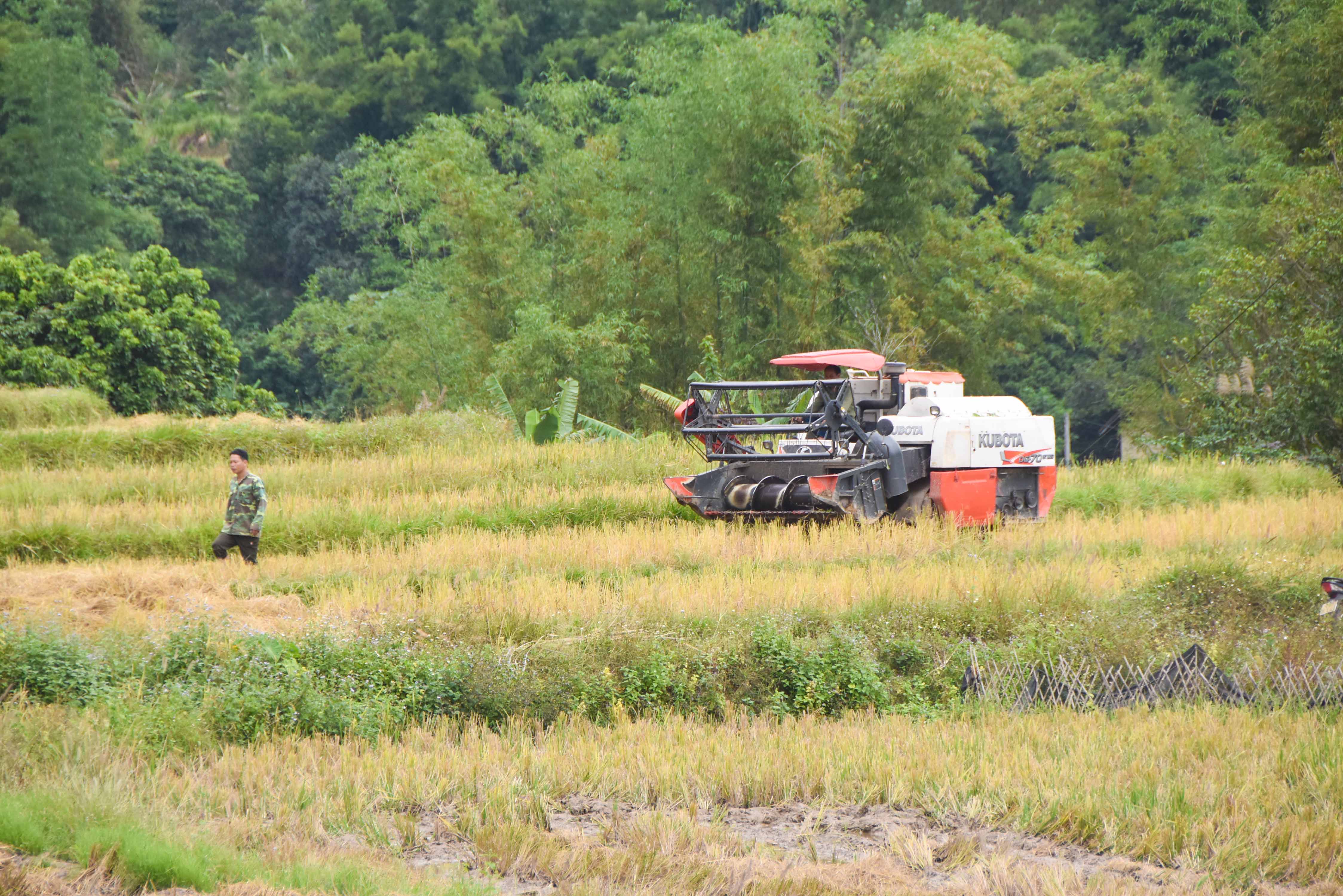 Nông dân xã Đồng Văn (huyện Bình Liêu) sử dụng máy móc thu hoạch lúa vụ mùa.