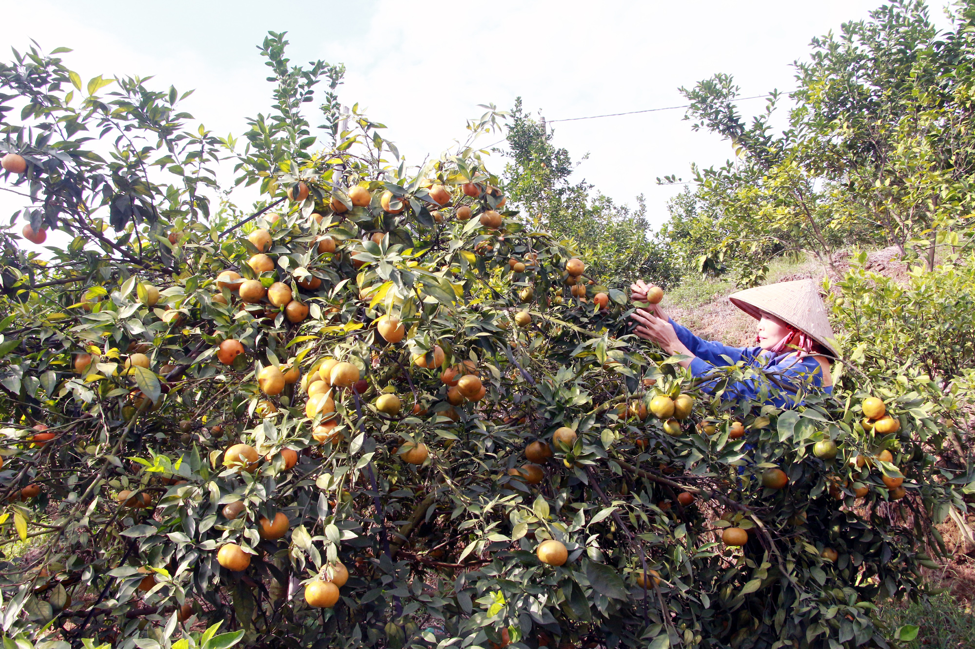 Mô hình trồng cam tại phường Hoành Bồ, TP Hạ Long. Ảnh: Mạnh Trường