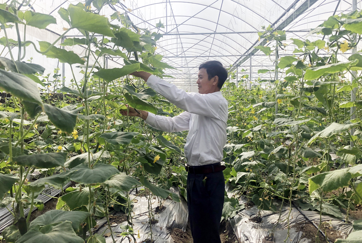 Mô hình trồng dưa chuột bao tử trong nhà lưới của HTX sản xuất kinh doanh dịch vụ Nông nghiệp Bình Khê.
