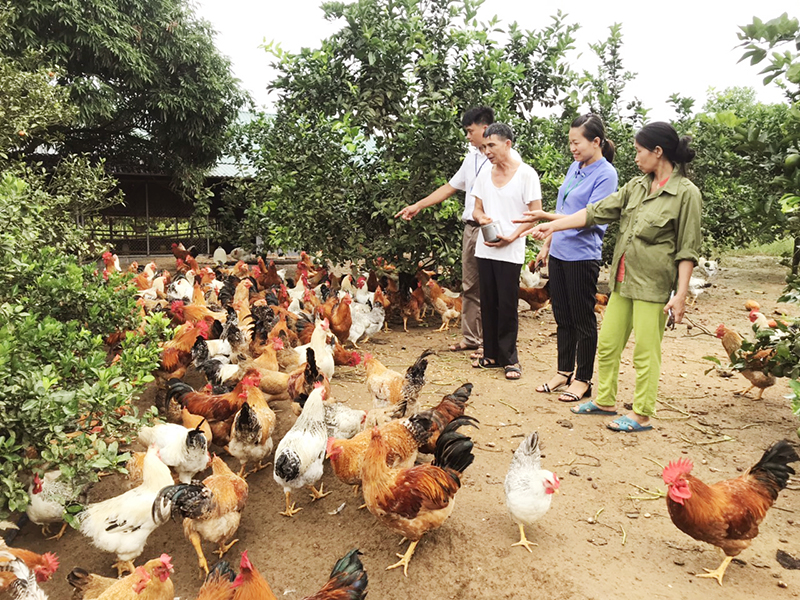 Người dân xã Đông Ngũ, huyện Tiên Yên phát triển kinh tế từ mô hình nuôi gà.