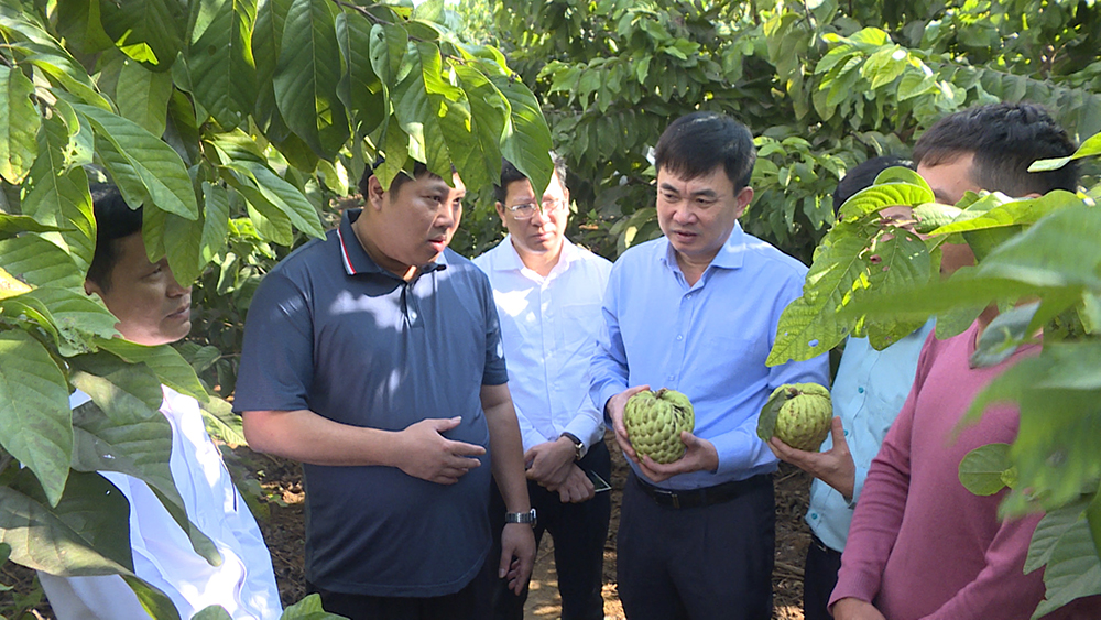 Đoàn công tác của tỉnh Quảng Ninh cũng đã đến trực tiếp các mô hình cây ăn quả như Na thái tại huyện Vân Hồ.