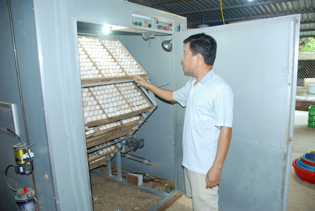 Hộ anh Đinh Văn Thắng (thị trấn Đầm Hà, huyện Đầm Hà) sử dụng lò điện vận hành 100% tự động để ấp trứng.