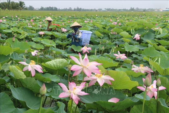 Với hơn 850 ha trồng sen, tỉnh Đồng Tháp nổi tiếng với diện tích sen phát triển ở các huyện Tháp Mười, Cao Lãnh, Thanh Bình, Tam Nông.