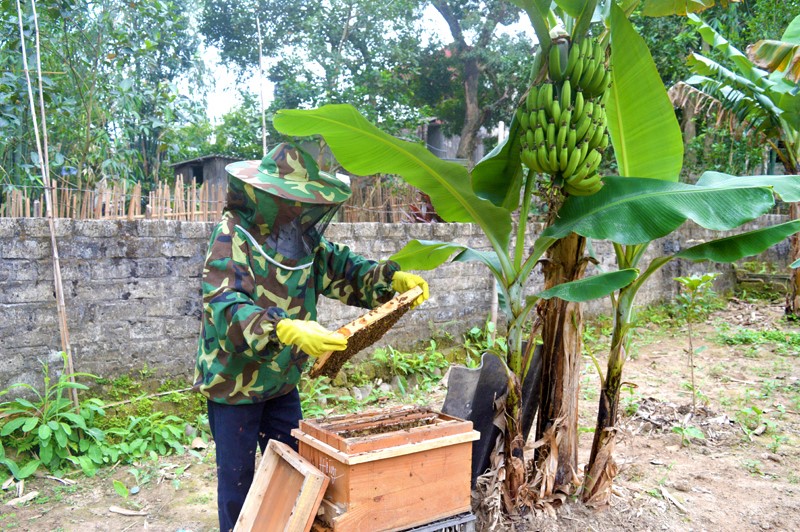 Hội viên HTX khai thác, chế biến và thương mại ong mật rừng Yên Tử khai thác mật ong.