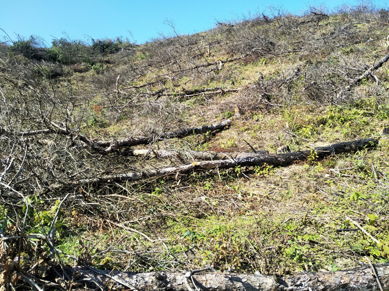 Hàng chục héc-ta rừng thông tại thôn 2, xã Vĩnh Trung bị chặt phá.