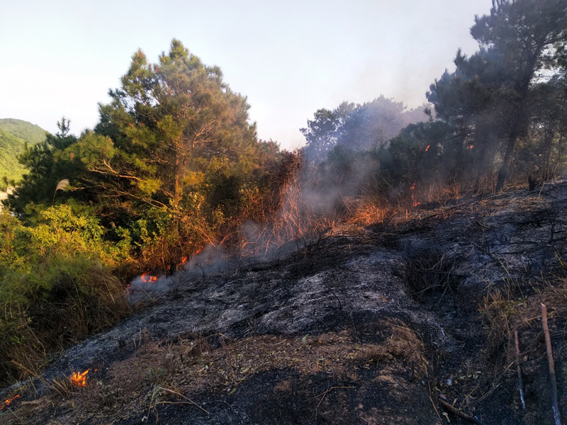 Những cánh rừng thông khác thì đang bị đốt cháy (Ảnh chụp chiều ngày 30/11).