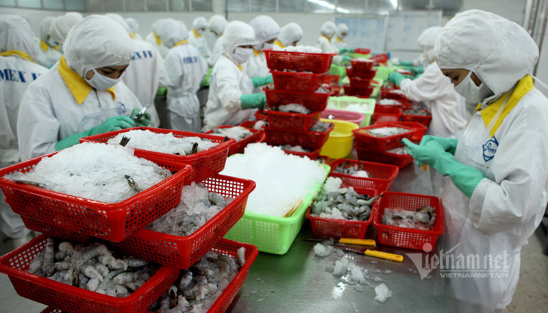 Xuất khẩu tôm Việt Nam tăng trưởng ấn tượng, đặc biệt tại thị trường EU.