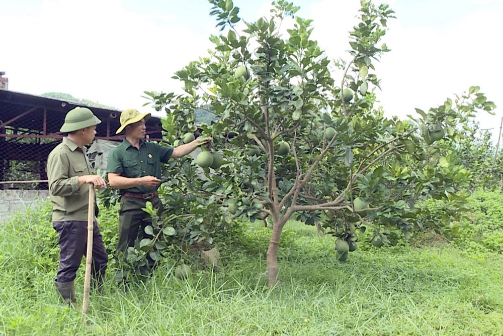 Mô hình trồng cây bưởi da xanh của hộ CCB Vi Văn Đạo (bên trái), thôn 1, xã Dân Chủ, TP Hạ Long, cho hiệu quả kinh tế cao.