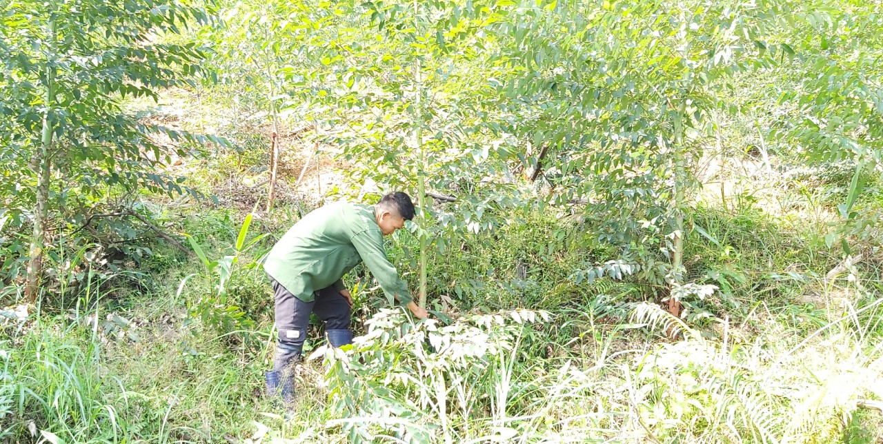 Rừng trồng của hộ gia đình anh Phùn Văn Lĩnh, xã Thanh Lâm, huyện Ba Chẽ.