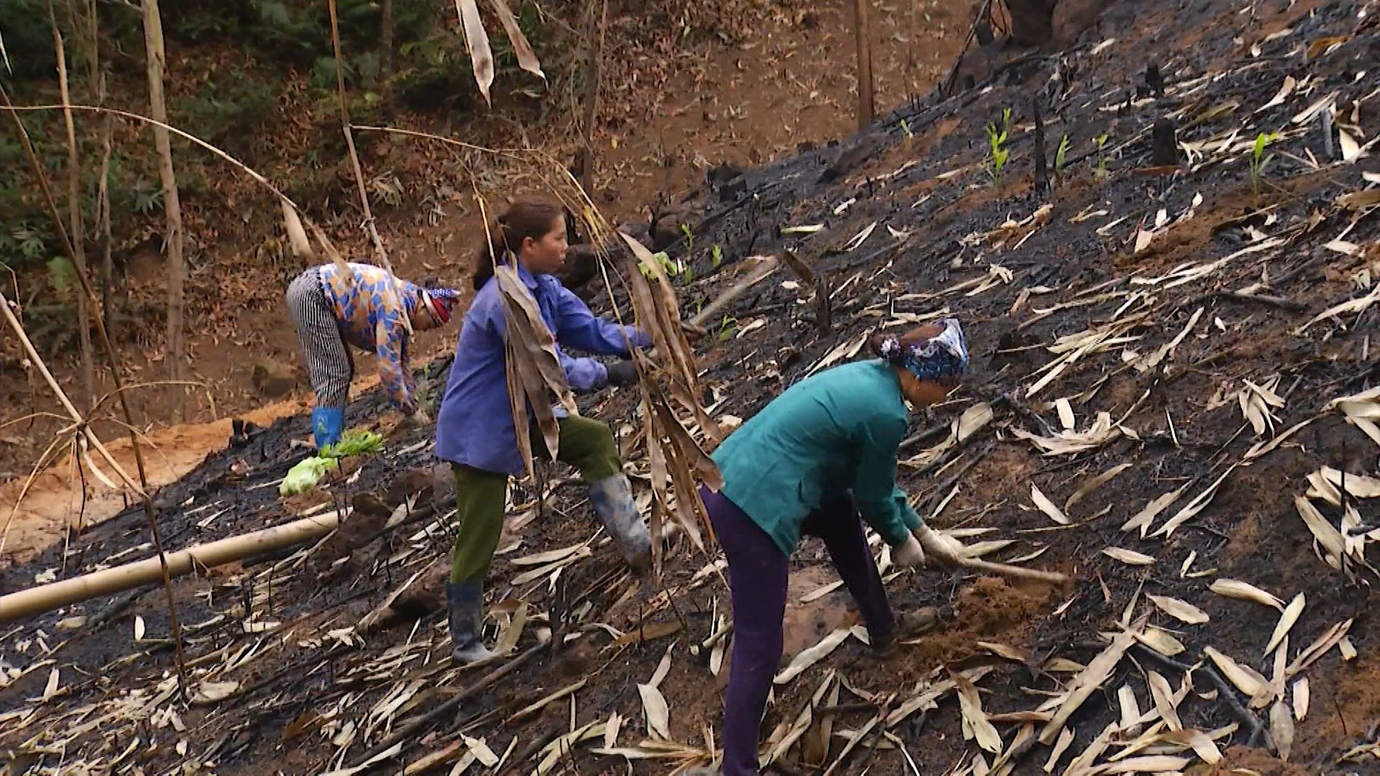 Hiện nay người dân trên địa bàn tỉnh đa số trồng các loại cây gỗ lớn như keo