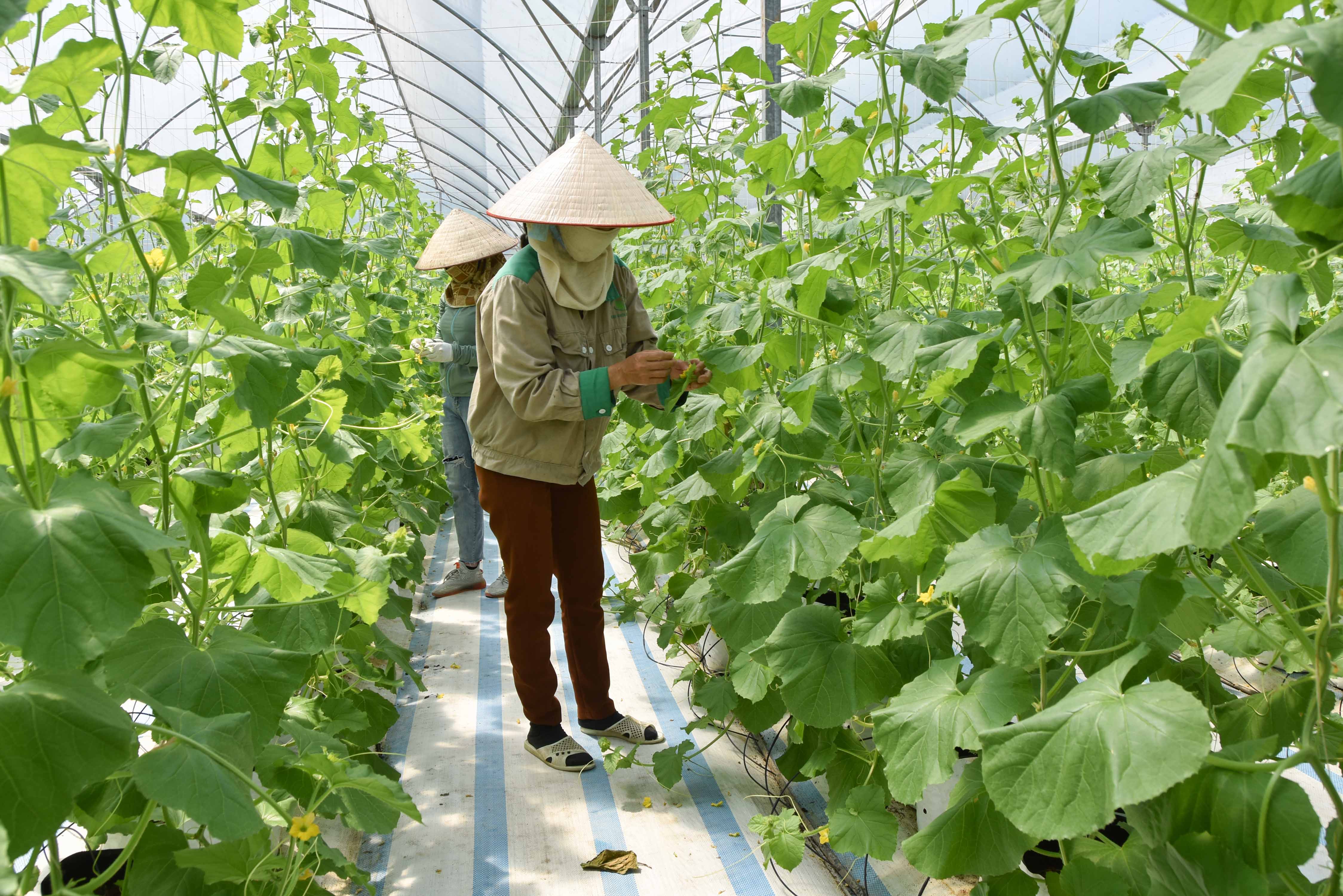 Công nhân làm việc trong khu nhà màng trồng dưa chuột sạch của Công ty CP Thương mại và Xây dựng Đầm Hà (xã Quảng Tân, huyện Đầm Hà).