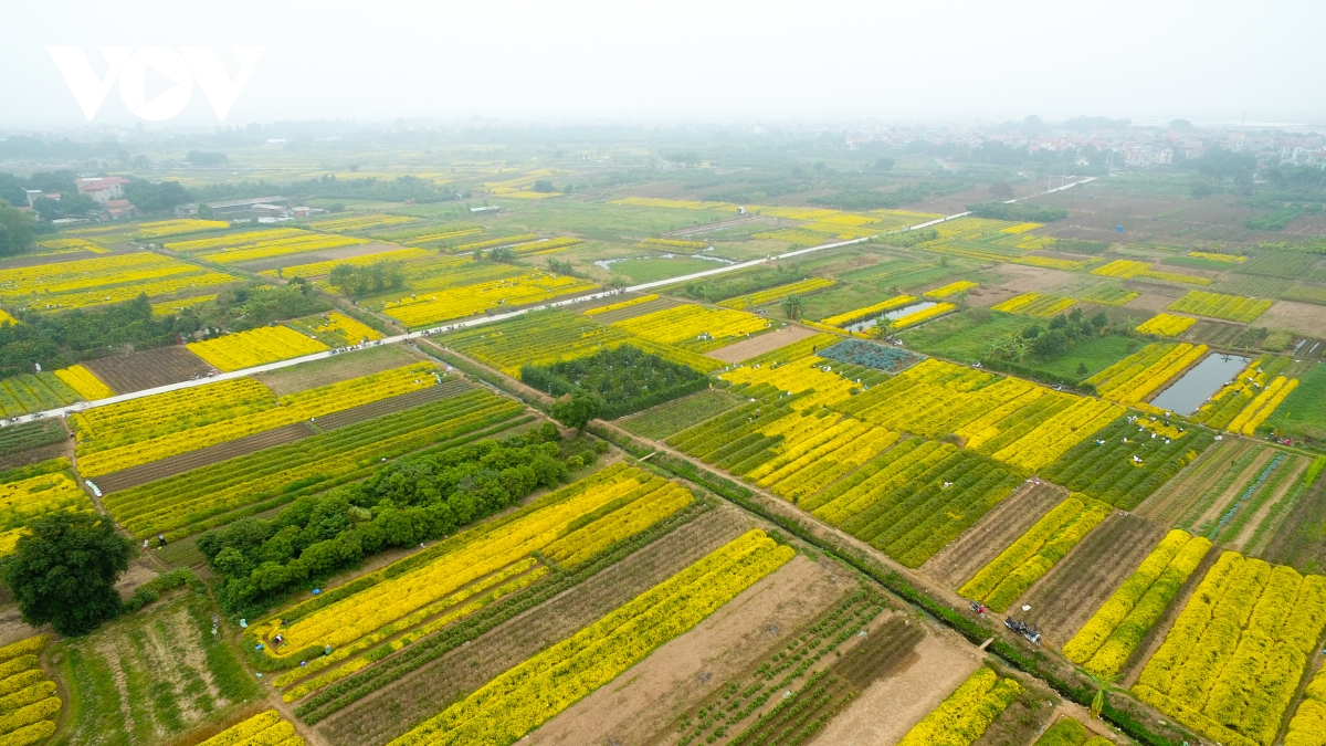 Những cánh đồng hoa vàng ruộm này nằm tại thôn Nghĩa Trai, xã Tân Quang, huyện Văn Lâm, Hưng Yên, cách Hà Nội khoàng 20km.