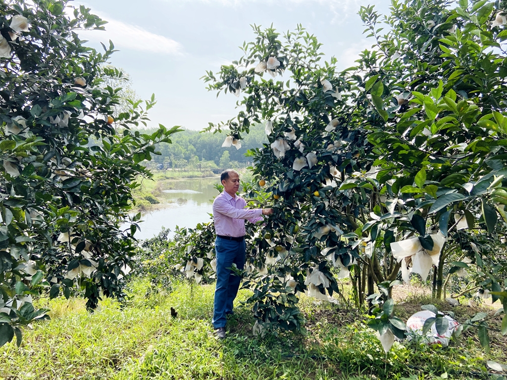 Hiện gia đình anh Nguyễn Thành Nhân (xã Cộng Hòa) có 8ha trồng cam V2, hộ có diện tích trồng cam lớn nhất trên địa bàn thành phố.
