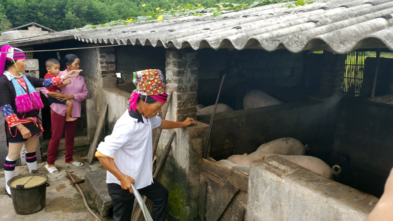 Người dân bản Cấu Phùng, xã Quảng Sơn chăn nuôi lợn,phát triển kinh tế.