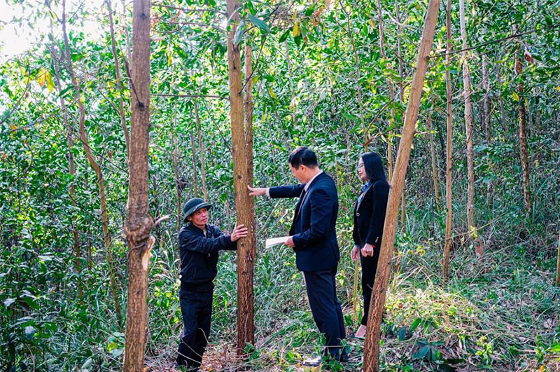 Cán bộ Ngân hàng CSXH huyện Tiên Yên khảo sát việc sử dụng vốn vay phục vụ trồng rừng của hộ dân xã Tiên Lãng.