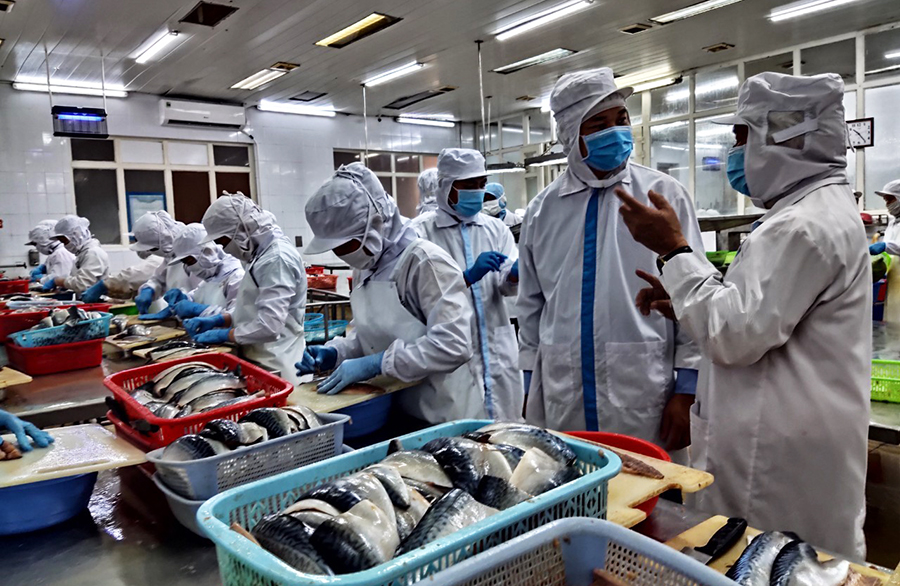 chế biến thủy sản xuất Nhật tại Công ty CP XNK thủy sản Quảng Ninh.