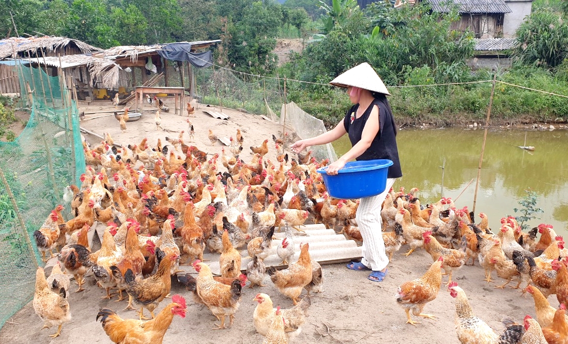 Mô hình nuôi gà của gia đình chị Bàn Thị Phượng, thôn Khe Phương, xã Kỳ Thượng, TP Hạ Long.