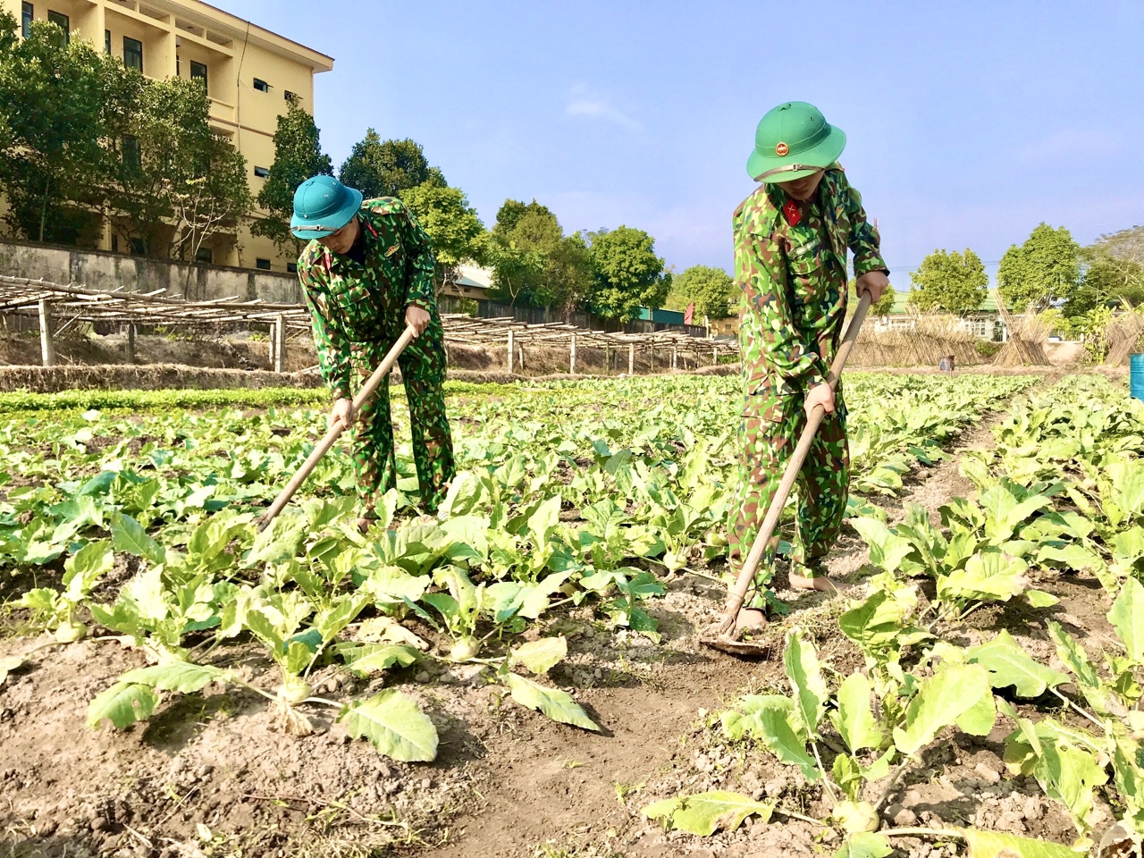 Khu tăng gia sản xuất của Ban CHQS huyện Đầm Hà có đủ các loại rau, củ, quả. 
