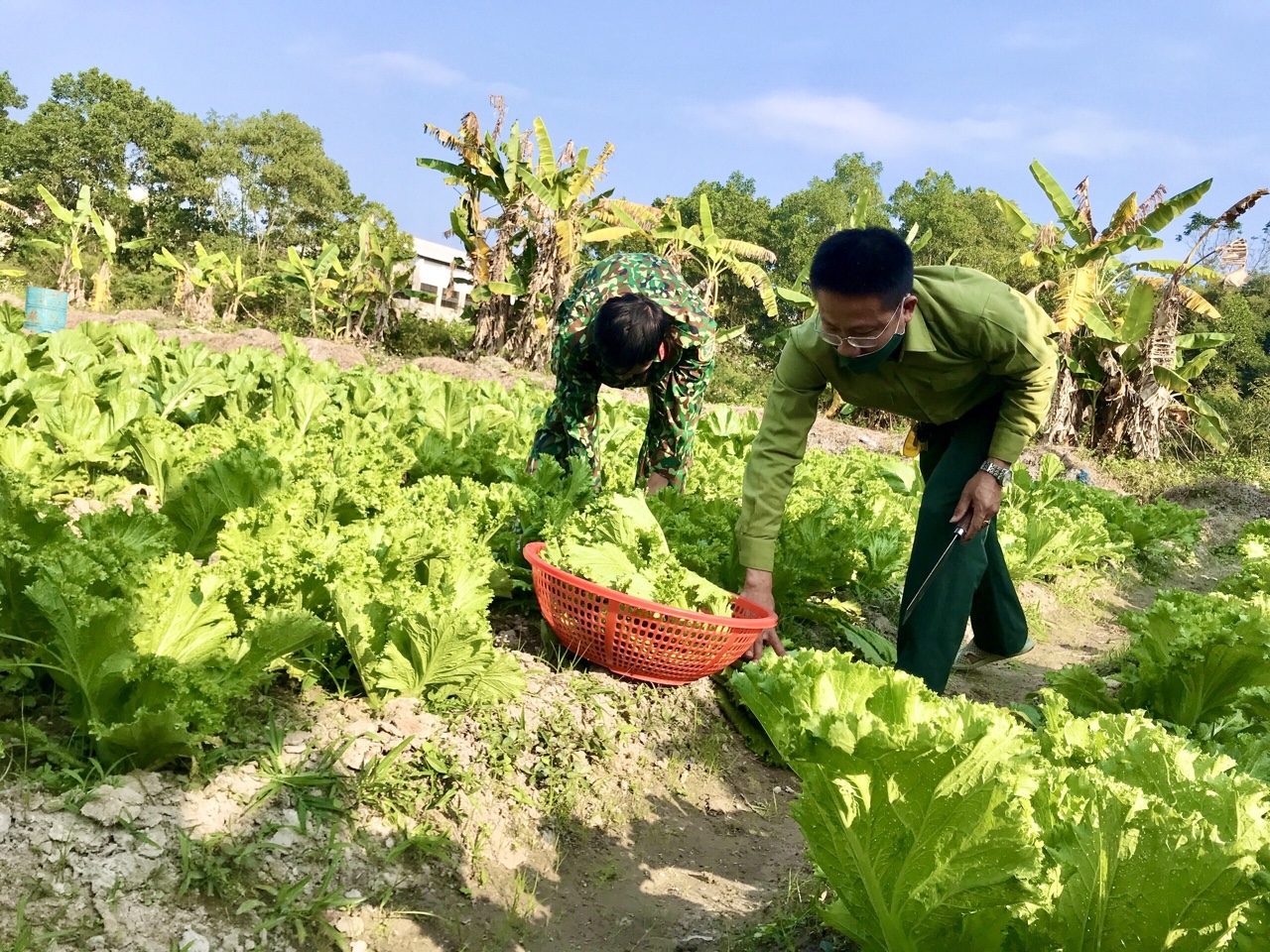 Cán bộ, chiến sĩ Ban CHQS huyện Đầm Hà thu hoạch rau xanh cho bữa ăn chiều.