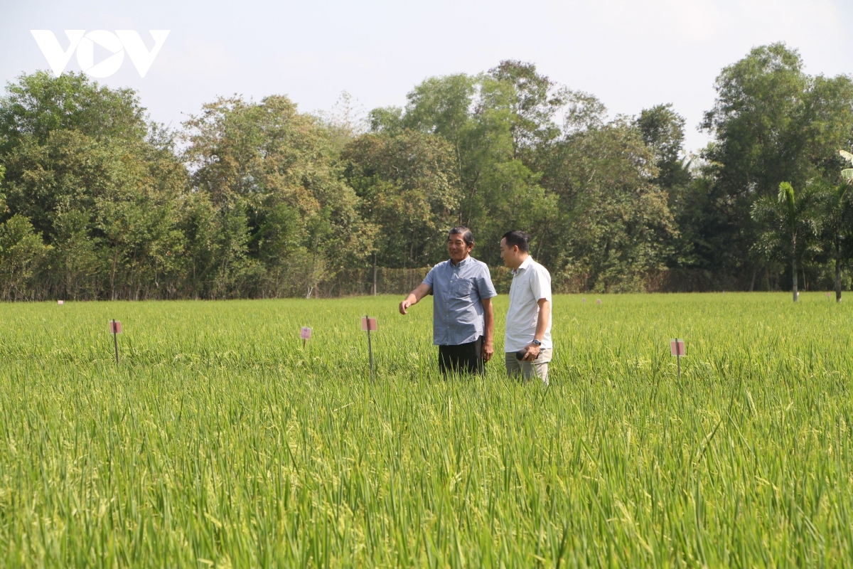 Trên cánh đồng trồng giống lúa ST25 của kỹ sư Hồ Quang Cua.