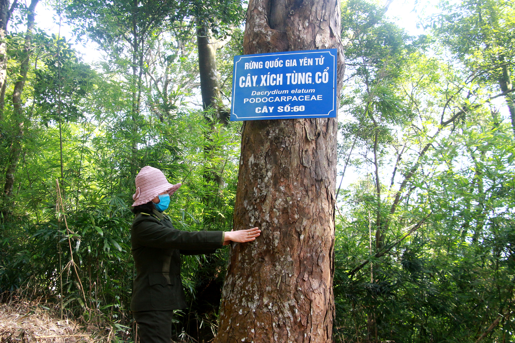 Các cây Xích Tùng đều được Ban Quản lý Di tích và Rừng quốc gia theo dõi, chăm sóc, bảo vệ nghiêm ngặt.