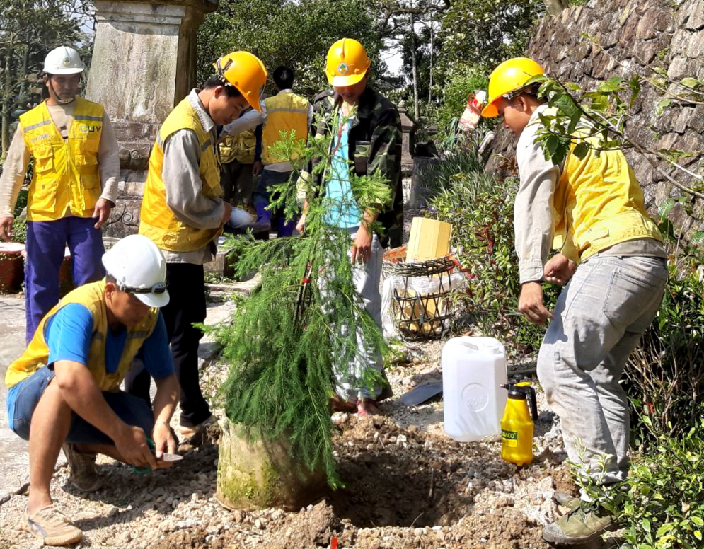 50 cây Xích Tùng nhân giống được trồng, chăm sóc tại những vị trí cây Xích Tùng cổ bị đổ gãy.