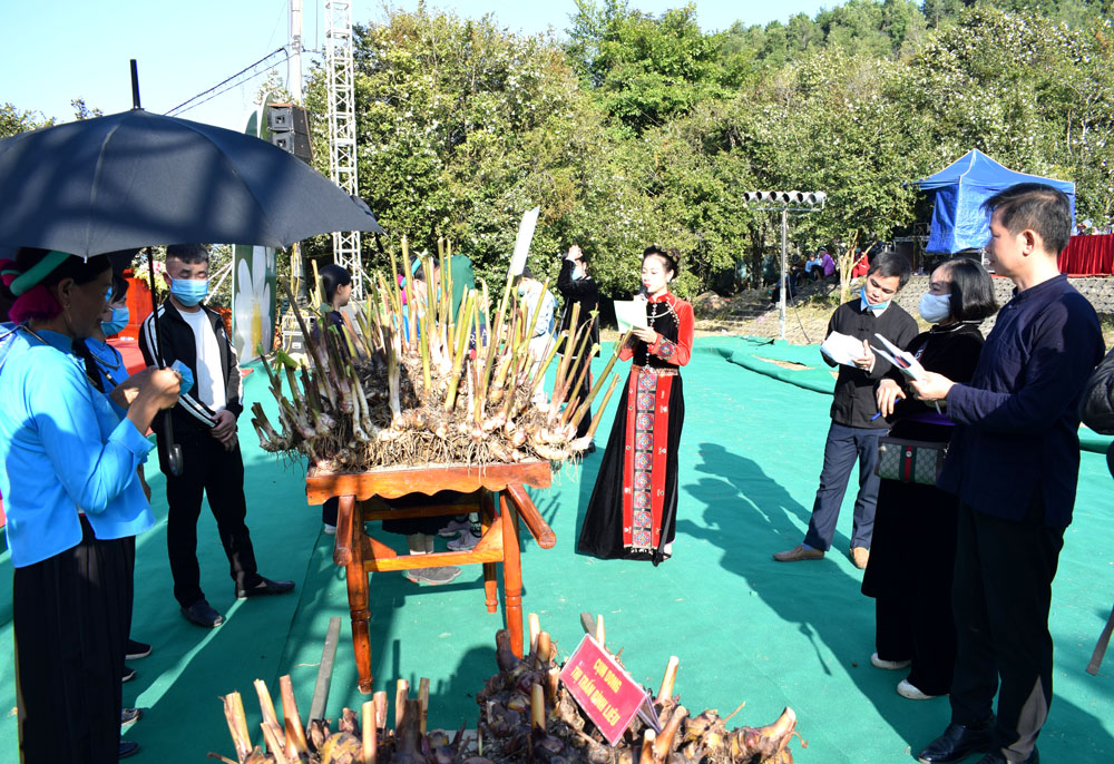 Tại Hội Hoa Sở còn diễn ra thi cụm dong riềng của các xã. Cùng với cây sở, dong riềng cũng là cây kinh tế chủ lực của Bình Liêu