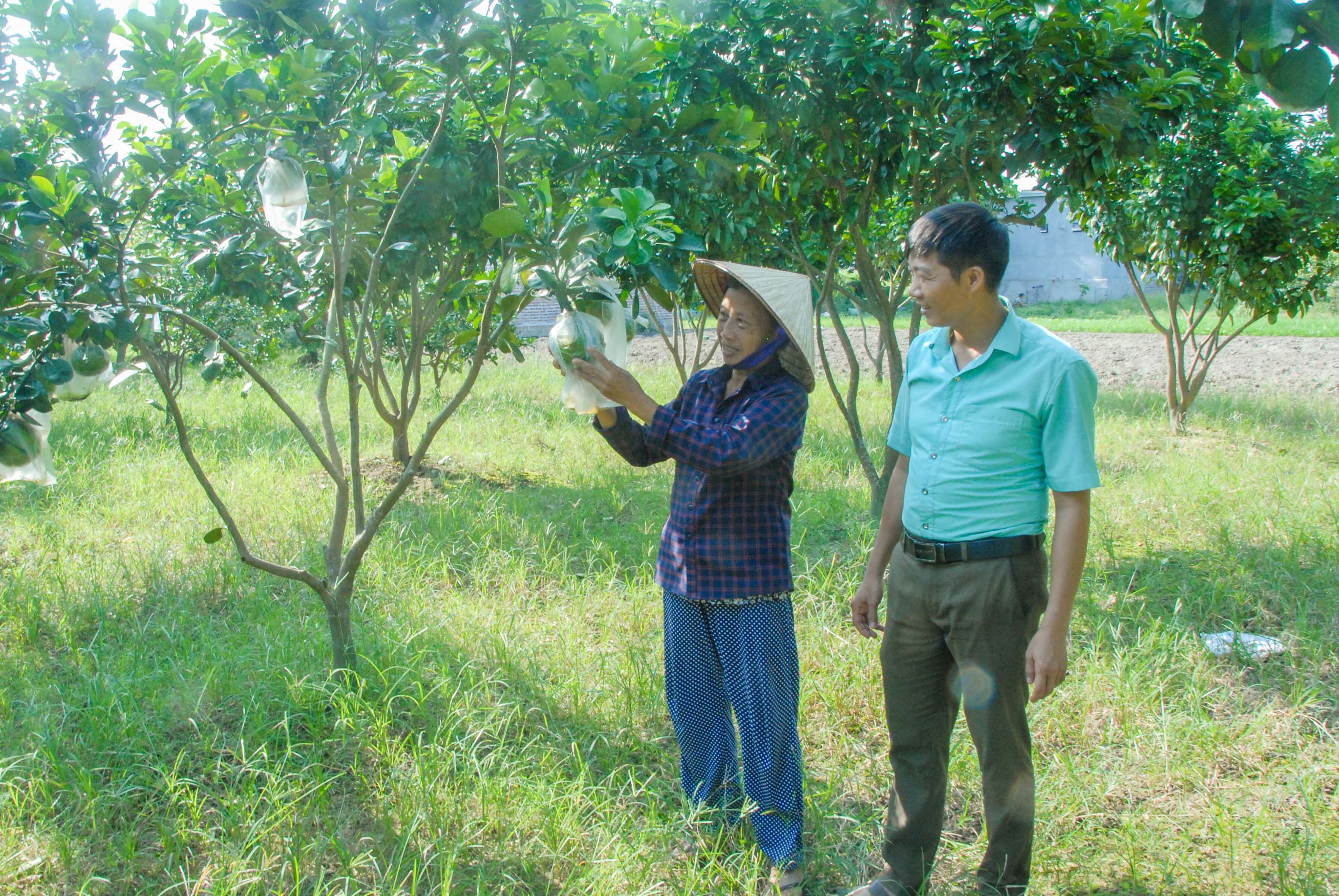 Cán bộ Hội Nông dân xã Quảng Minh (huyện Hải Hà) hỗ trợ người dân kỹ thuật trồng cây ăn quả trong vườn mẫu.