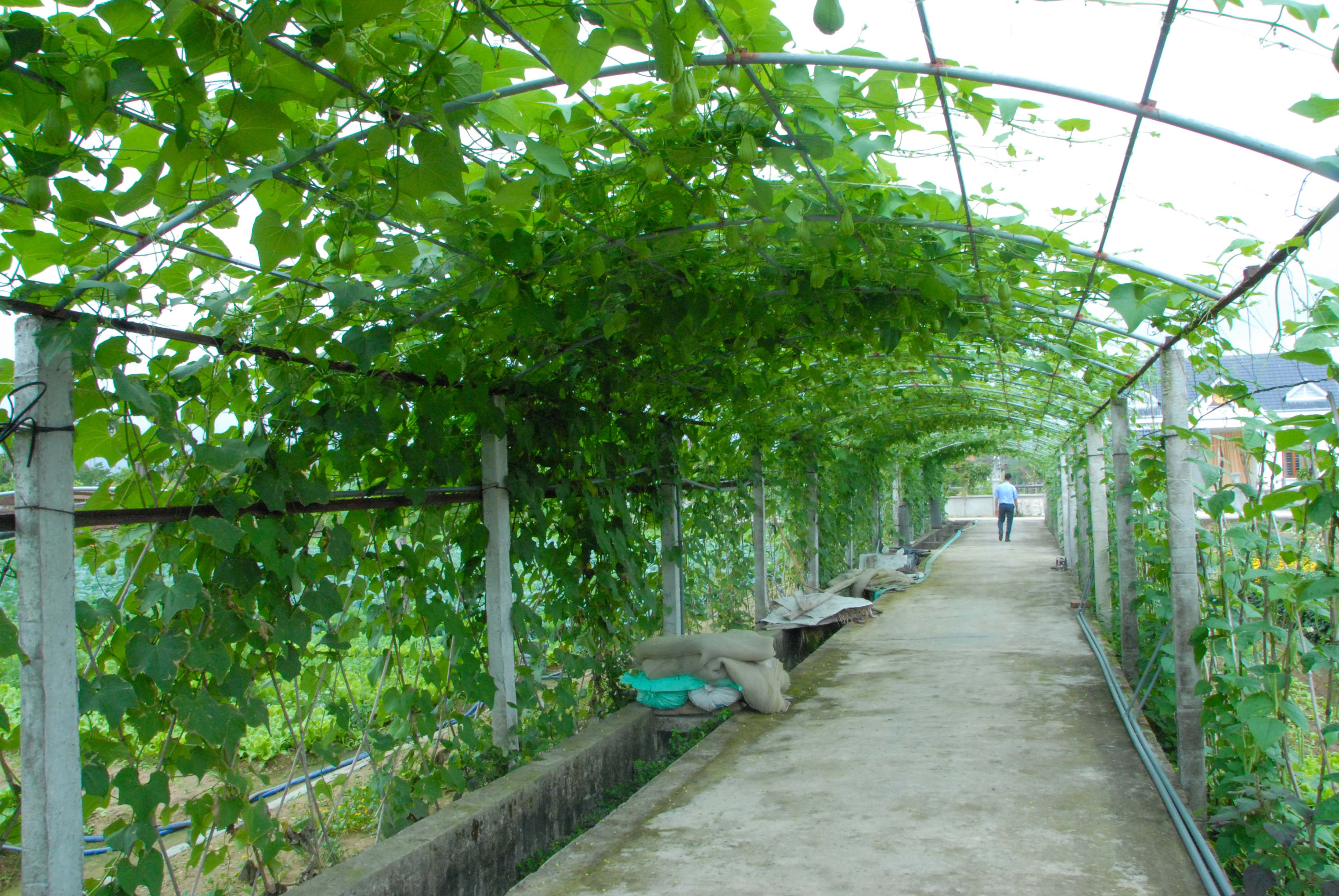 Cổng vào được thiết kế đẹp của một khu vườn mẫu tại thôn 4, xã Quảng Minh, huyện Hải Hà.