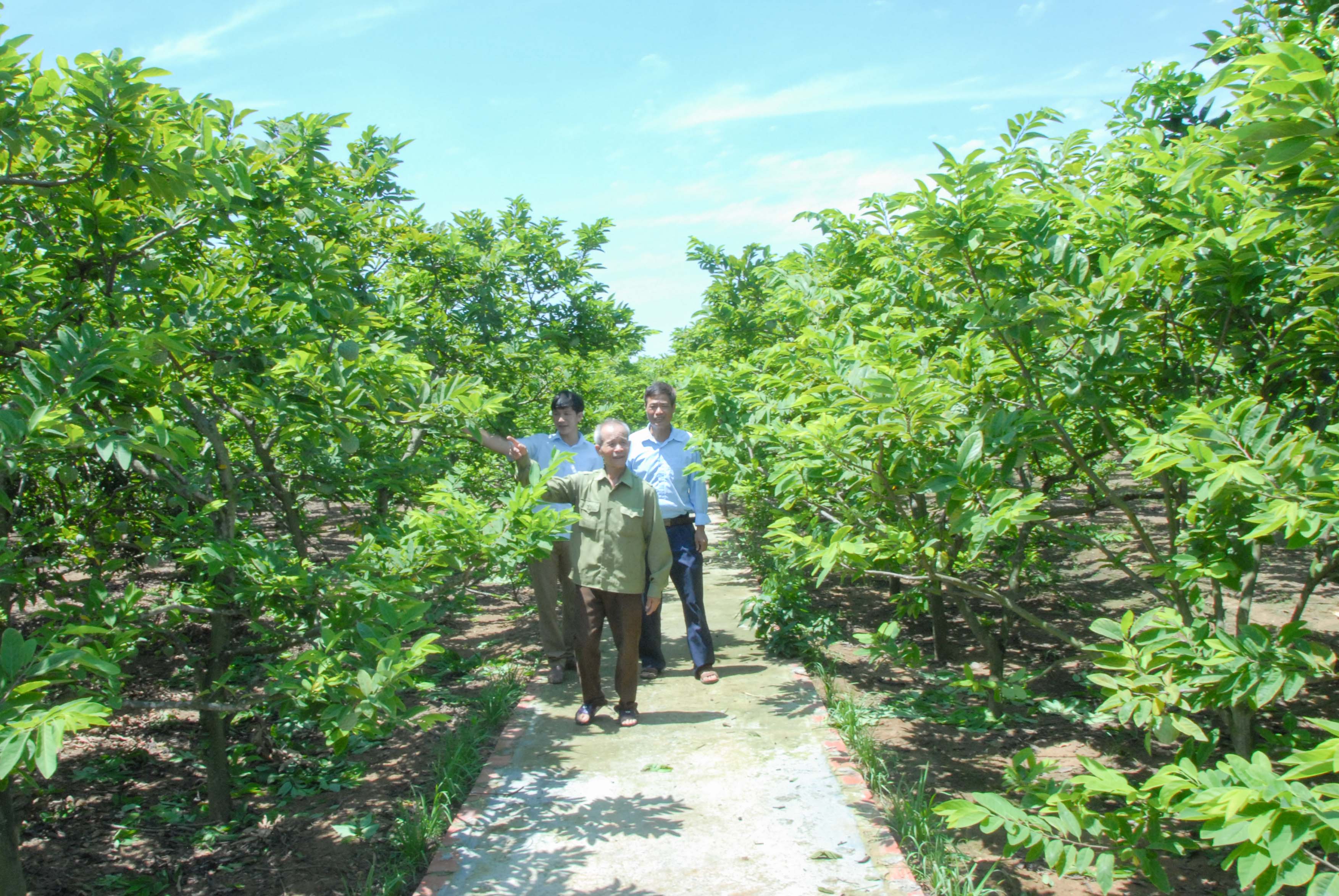 Nông dân xã An Sinh (TX Đông Triều) xây dựng vườn mẫu gắn với cây na, cho thu nhập hàng trăm triệu đồng mỗi năm.