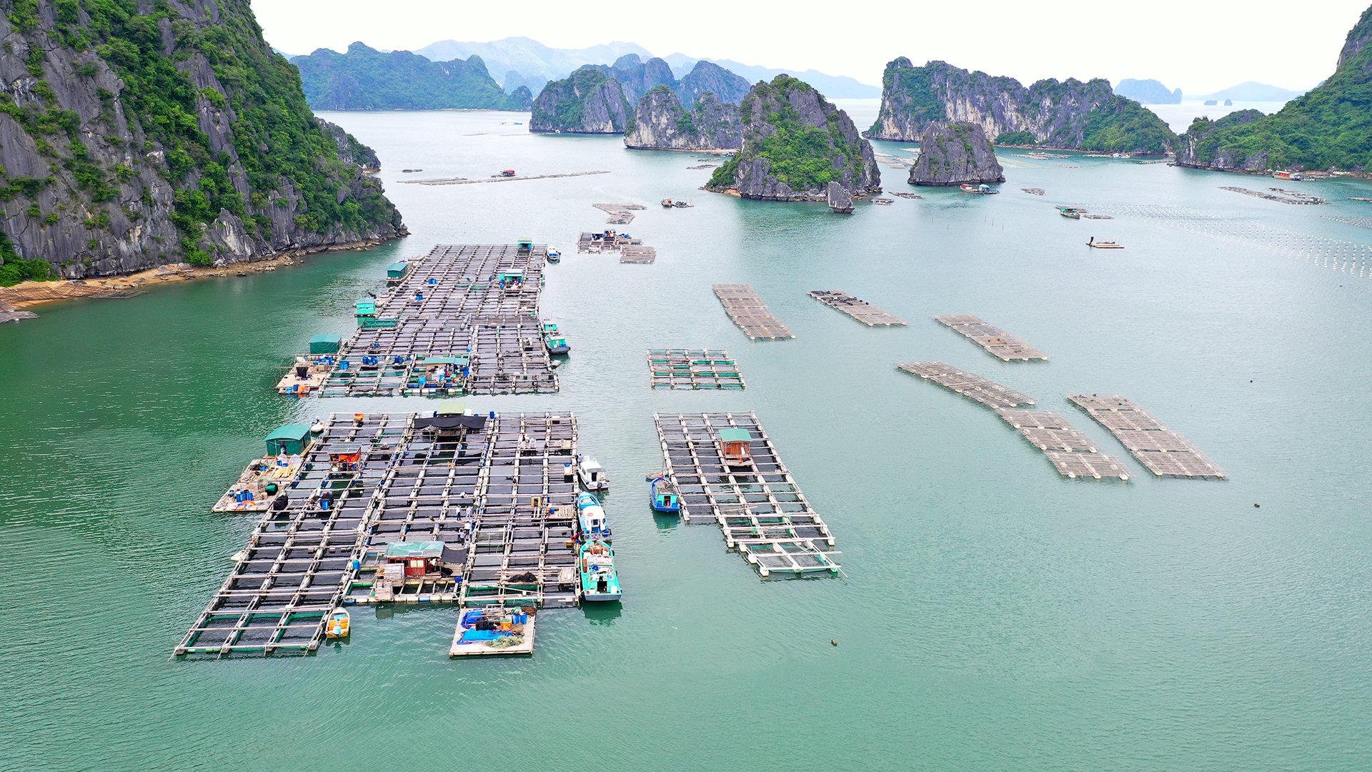 Quy mô, chất lượng ngành NTTS trên địa bàn huyện Vân Đồn đang ngày càng được nâng cao. Trong ảnh: Mô hình nuôi cá lồng bè tại thị trấn Cái Rồng.