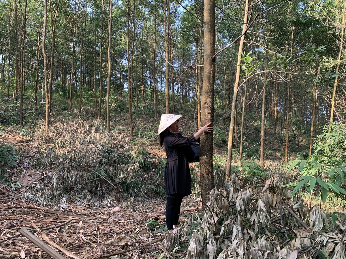 Khu vực trồng rừng cây gỗ lớn của nhân dân xã Đài Xuyên, huyện Vân Đồn.